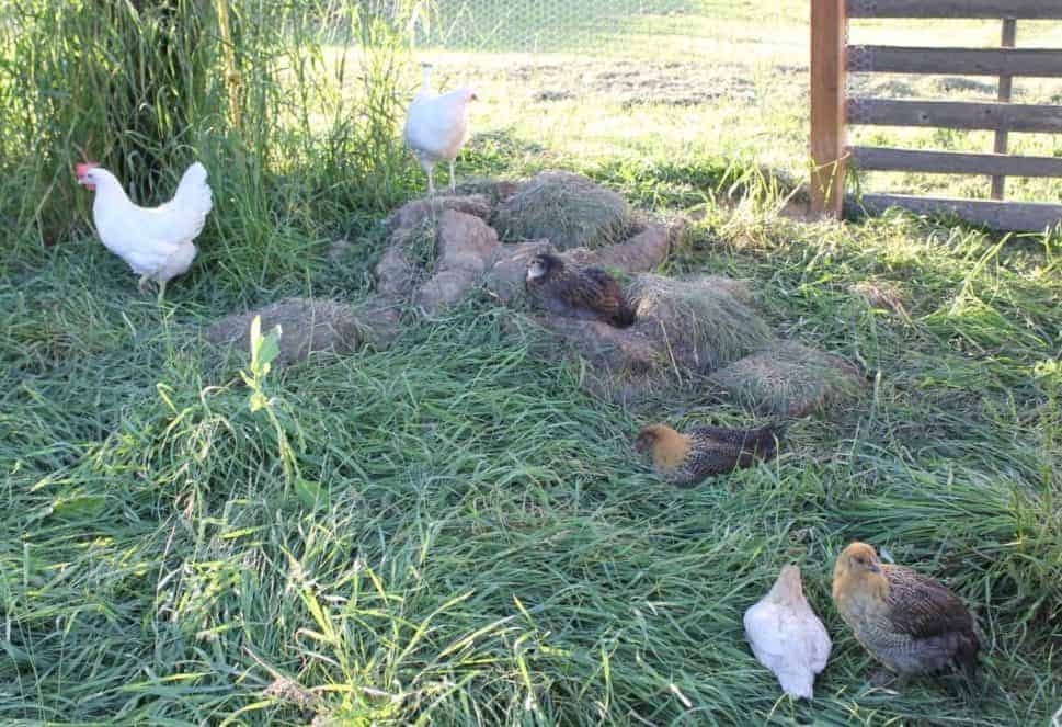 Permaculture Rotational Chicken Runs around your Garden