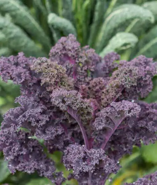 Growing purple vegetable varieties