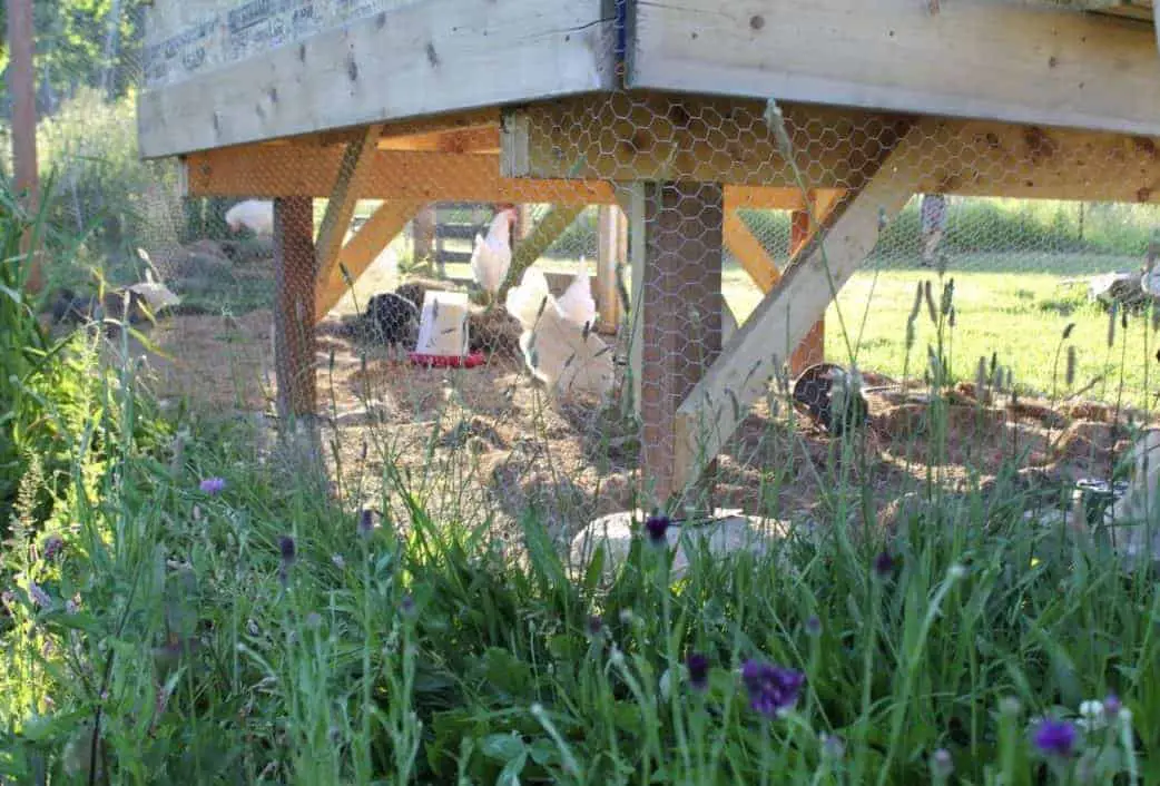 Permaculture Rotational Chicken Runs around your Garden