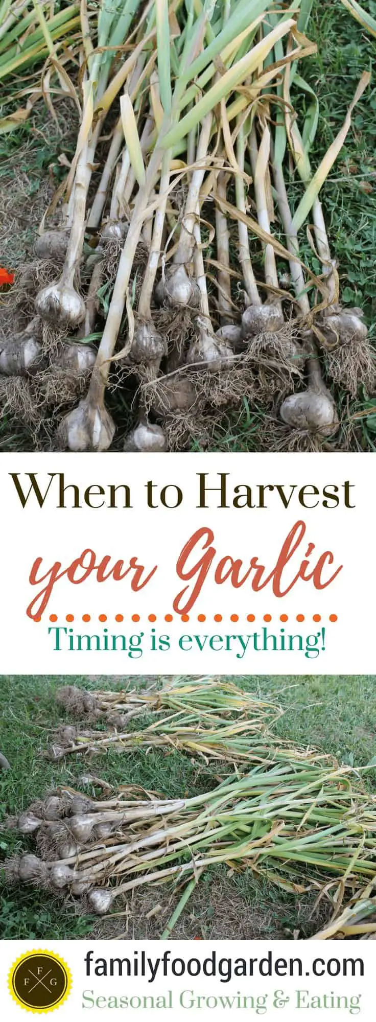 Timing is everything when harvesting garlic! Learn how to harvest garlic and how to cure garlic