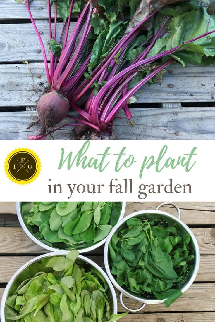 What to plant in your fall garden