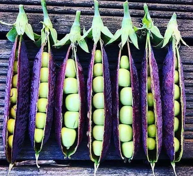 Growing purple vegetable varieties