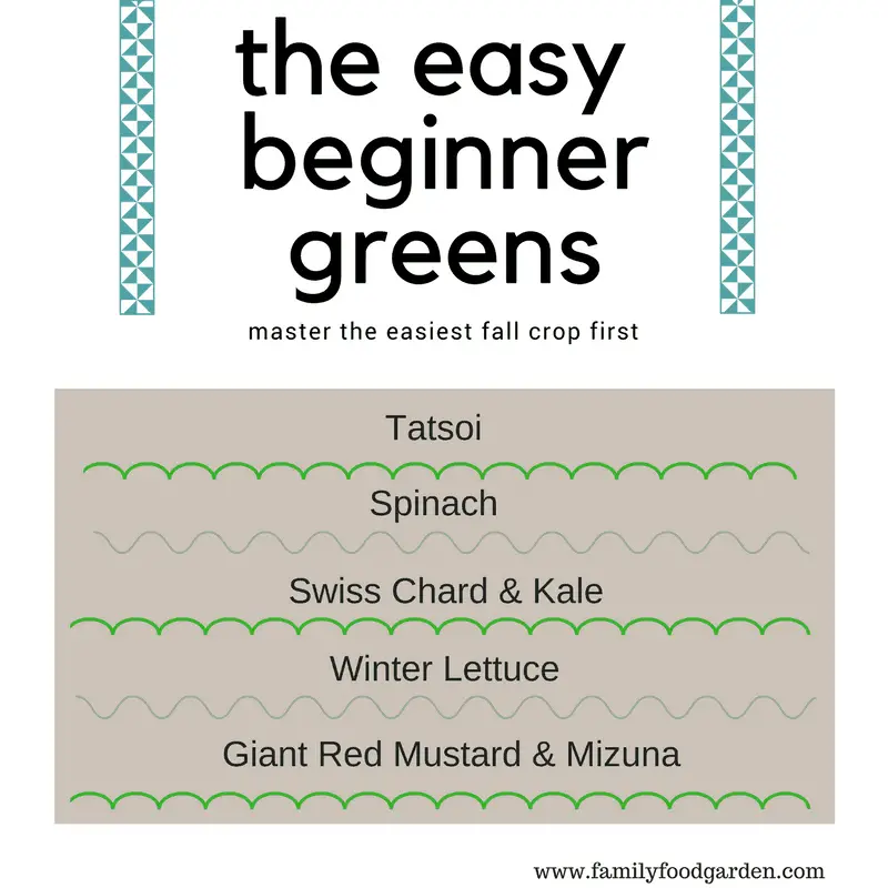 The Easy Beginner Greens (Master the easiest fall crop first)