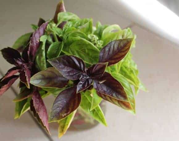 How to freeze and preserve basil