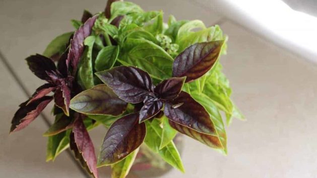 How to freeze and preserve basil