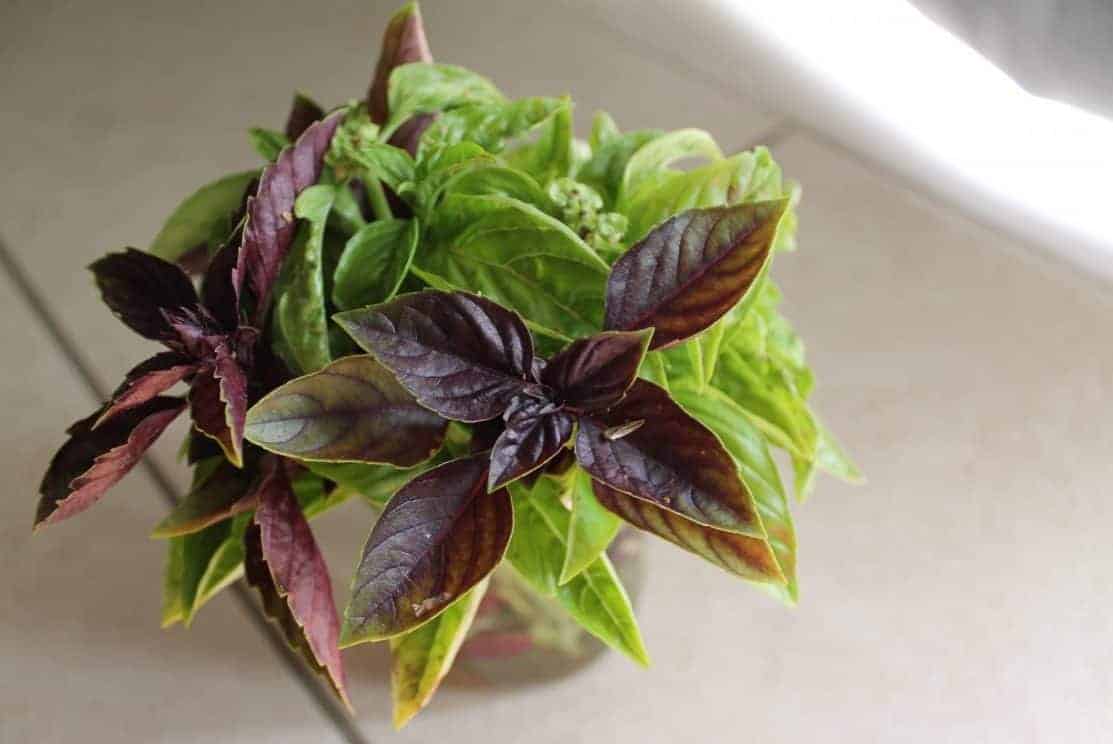 How to freeze and preserve basil