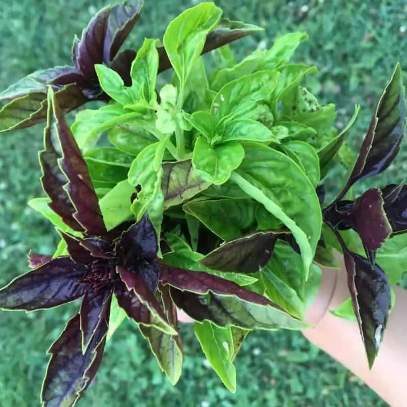 How to preserve fresh basil by freezing