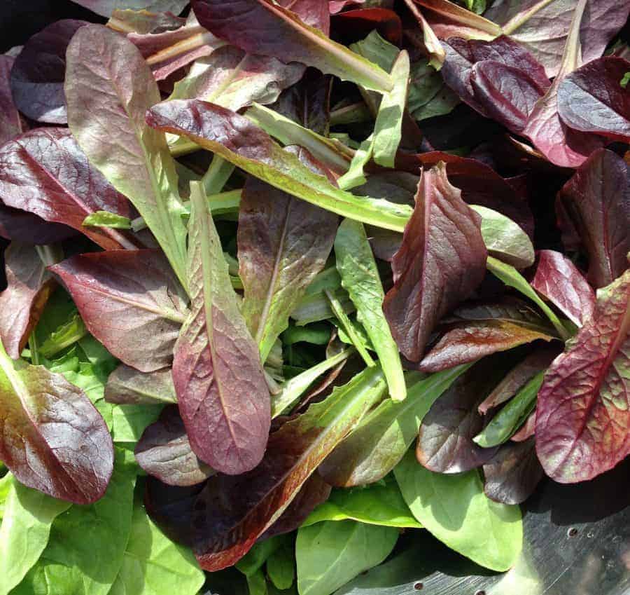 Grow leaf lettuce in your vegetable garden #saladgarden #lettuce #vegetablegardening