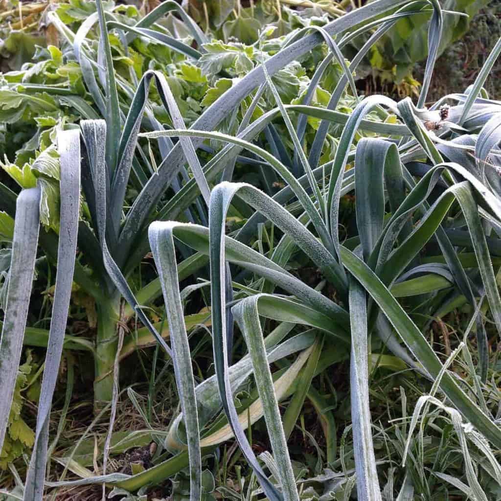 Cold-hardy vegetables