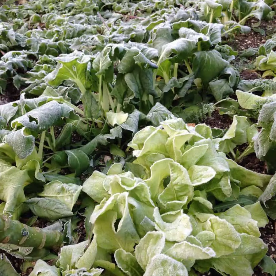 Winter greenhouse gardening