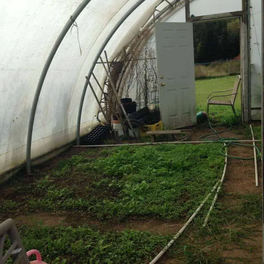 Greenhouse Gardening: Growing Vegetables Year-Round