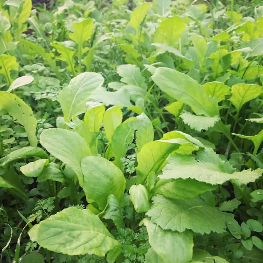 Cold Hardy Crops: Komatsuna