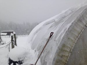 Greenhouse Gardening: Growing Vegetables Year-Round