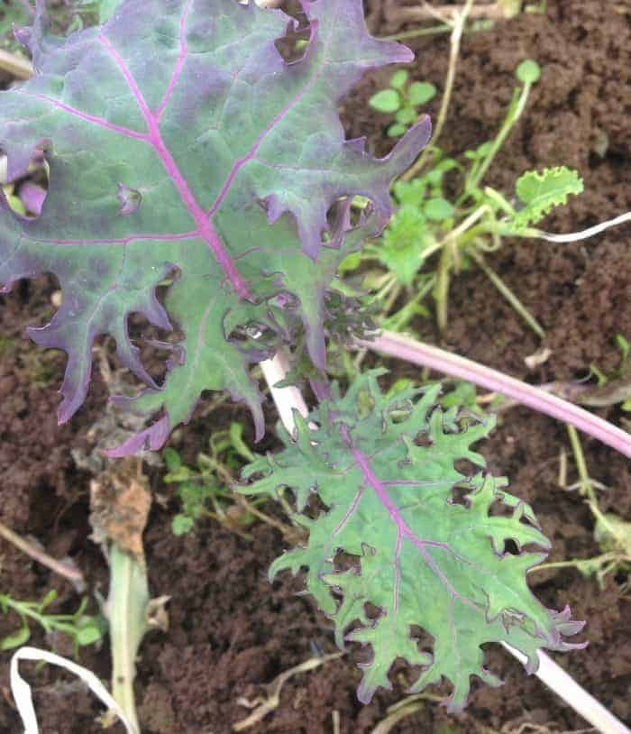 Greenhouse Gardening: Growing Vegetables Year-Round