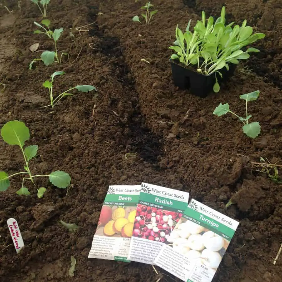 Greenhouse Gardening: Growing Vegetables Year-Round