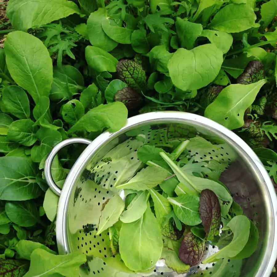 Greenhouse Gardening: Growing Vegetables Year-Round