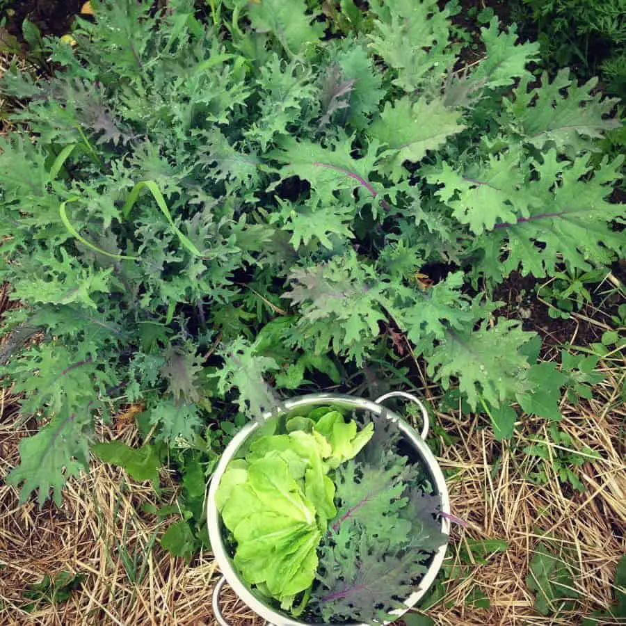 Greenhouse Gardening: Growing Vegetables Year-Round 