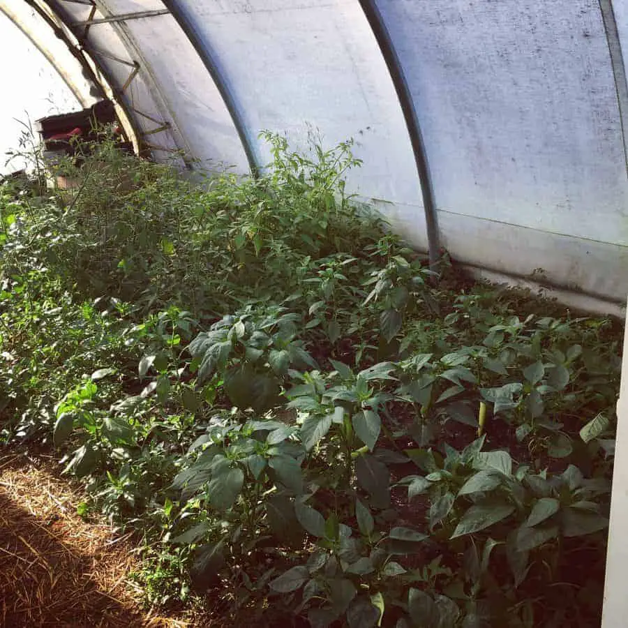 Gardening in a Greenhouse Year-Round