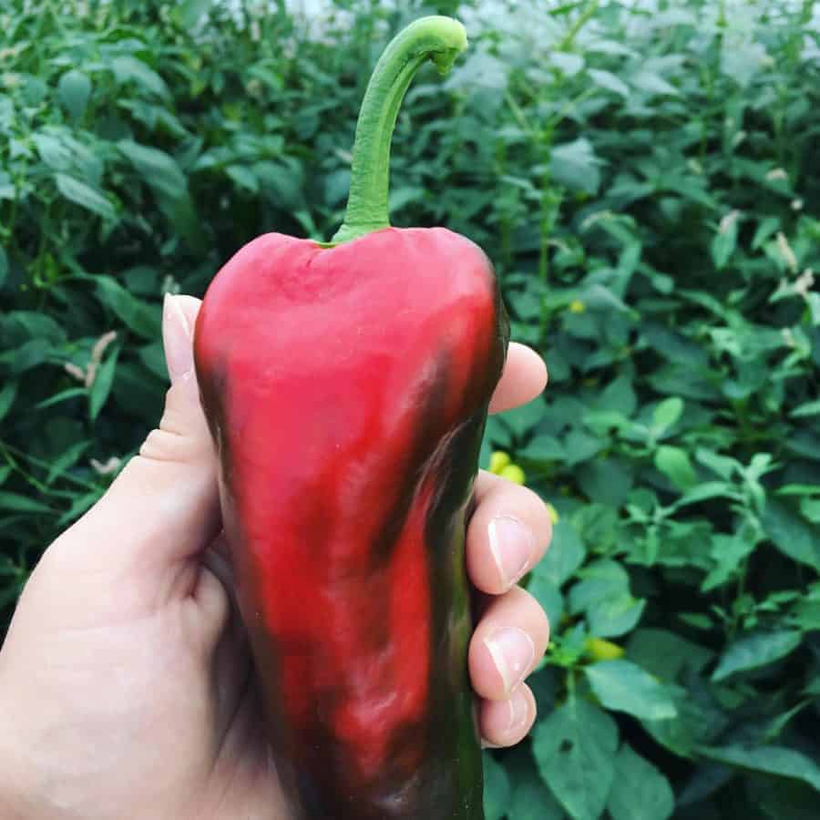 Ajvarski Heirloom Peppers grown in a greenhouse