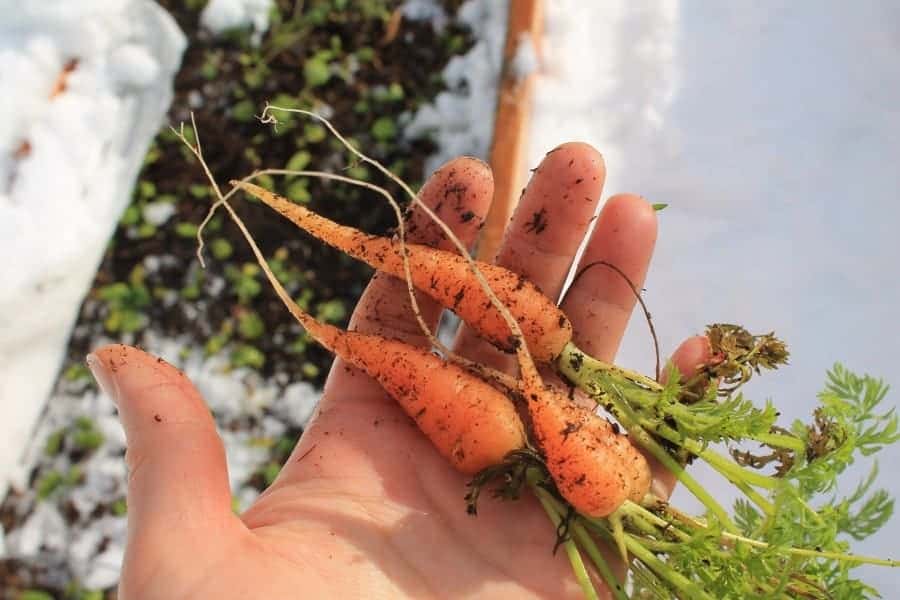 Cold Hardy Crops for the Fall & Winter Vegetable Garden