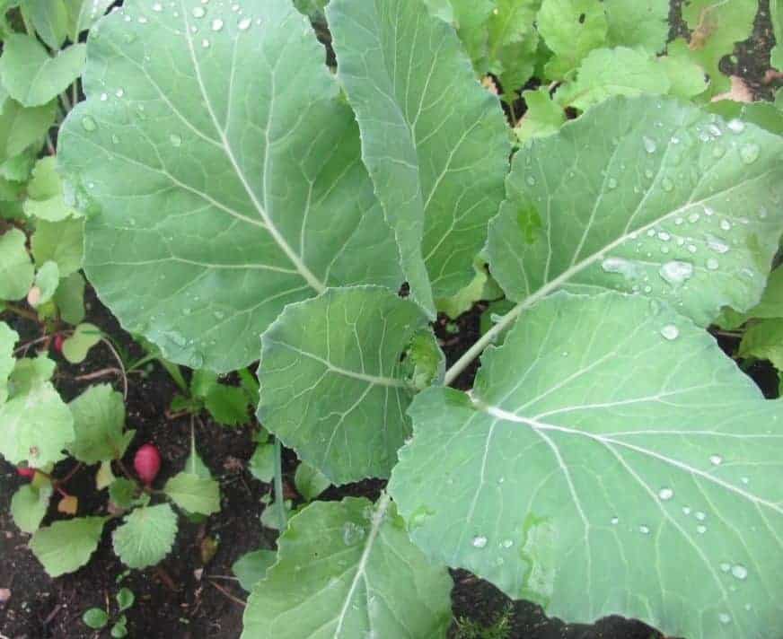 Cold Hardy Crops for the Fall & Winter Vegetable Garden