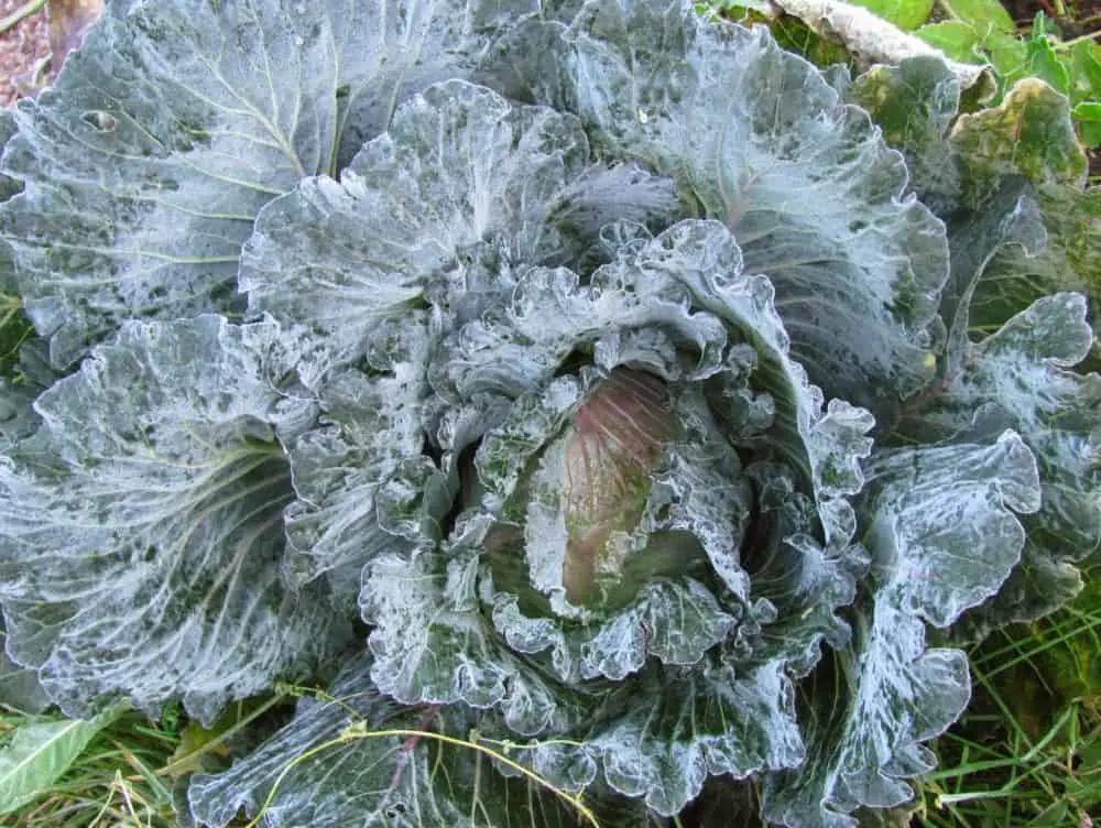 Cold Hardy Crops for the Fall & Winter Vegetable Garden