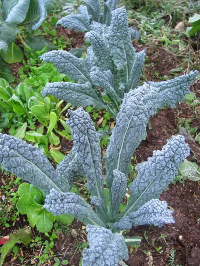 Cold Hardy Crops for the Fall & Winter Vegetable Garden