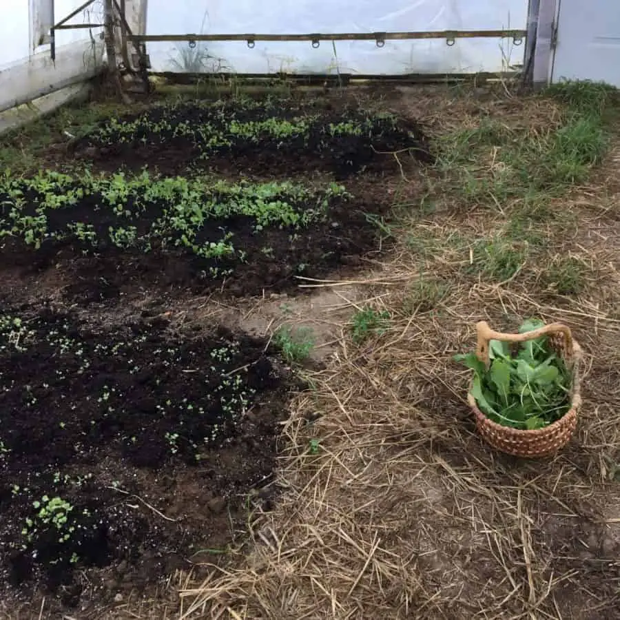 4 beds of slowly growing crops inside the greenhouse