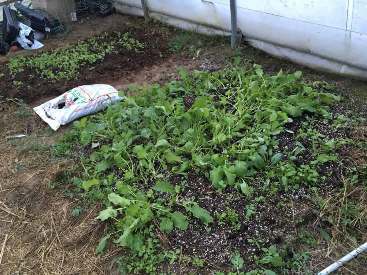 Greenhouse Gardening