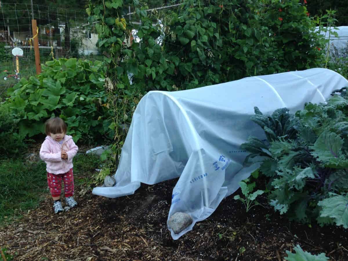 Low tunnels to grow peppers in for that greenhouse effect