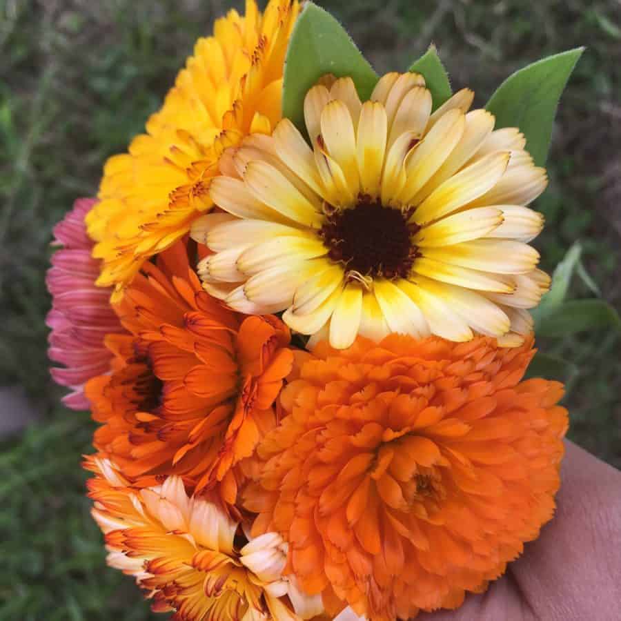 Dry Calendula Flowers & Make Calendula Oil Family Food Garden