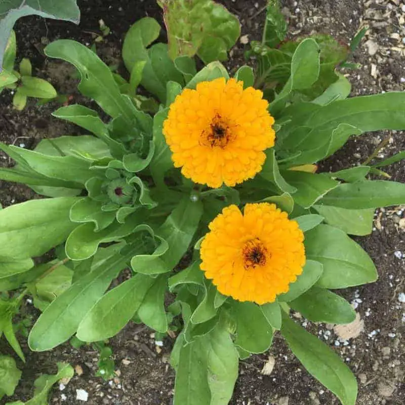 Calendula oil has medicinal properties and healing abilities