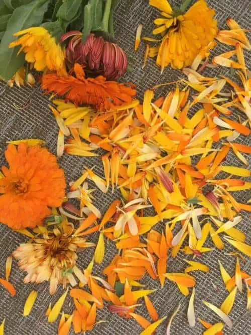 Harvesting calendula petals and infusing calendula oil