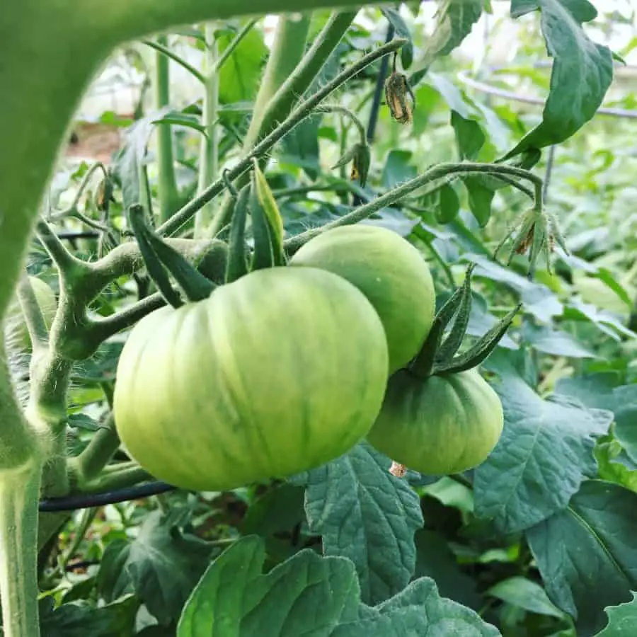 Gardening in a Greenhouse Year-Round