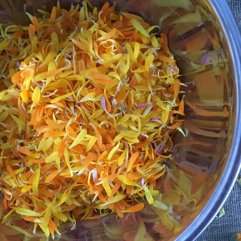 Gently pick off the petals, then a few days later you’ll end up with air dried calendula petals