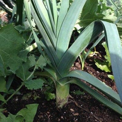 Cold Hardy Crops for the Fall & Winter Vegetable Garden