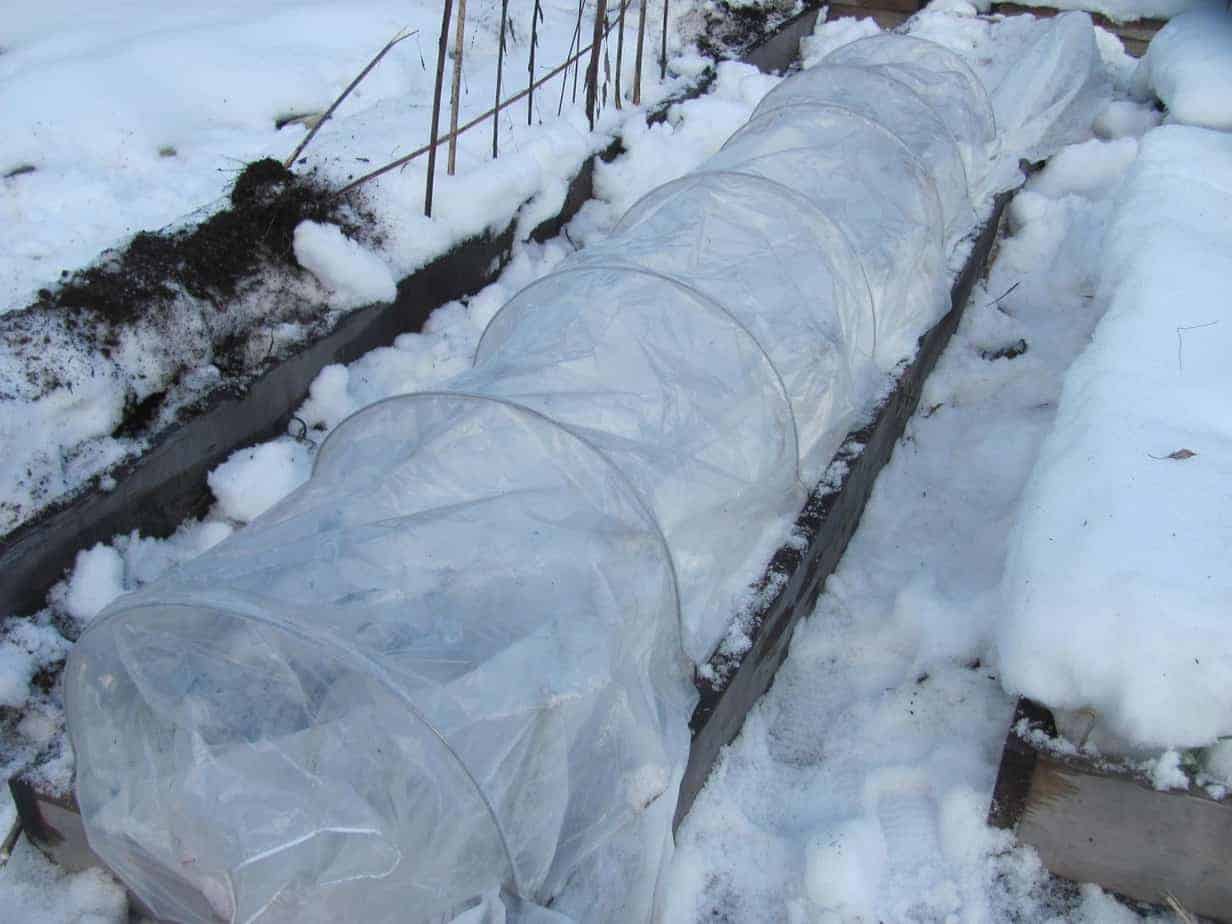 Mini greenhouse in the winter garden