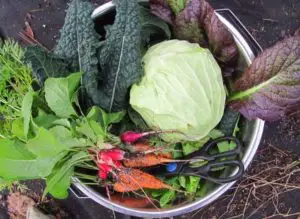 Cold Hardy Crops for the Fall & Winter Vegetable Garden