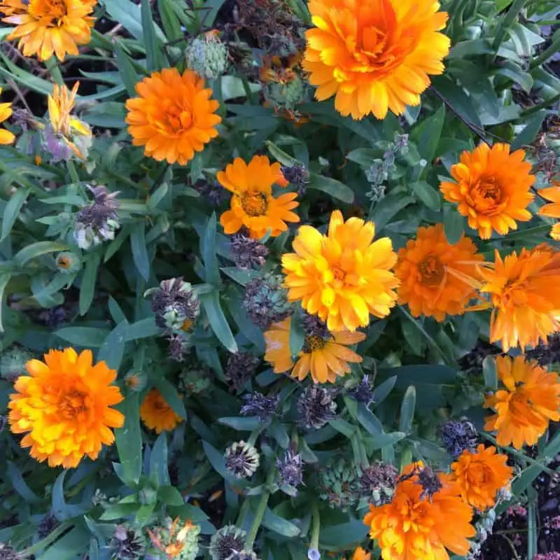 Vibrant Colors of Calendula Flowers