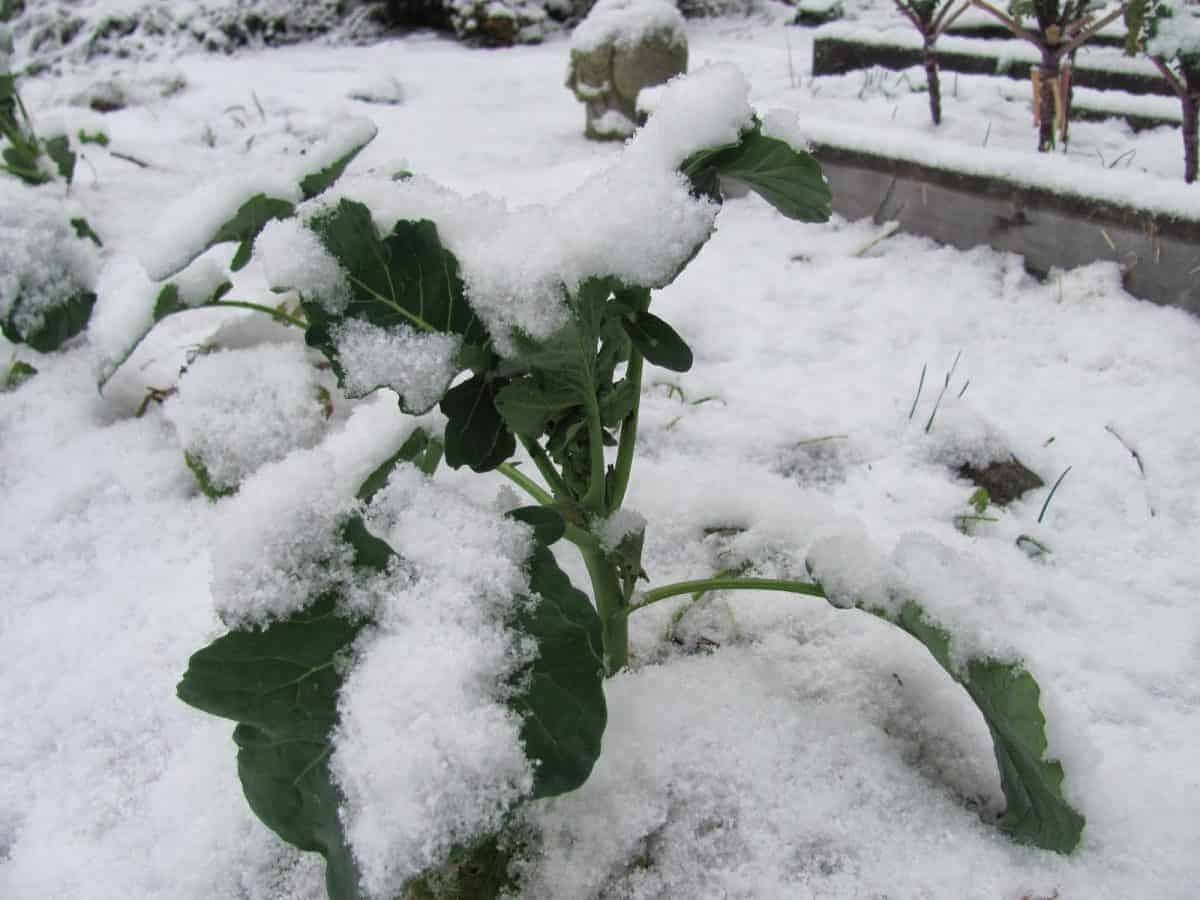 Cold Hardy Crops for the Fall & Winter Vegetable Garden