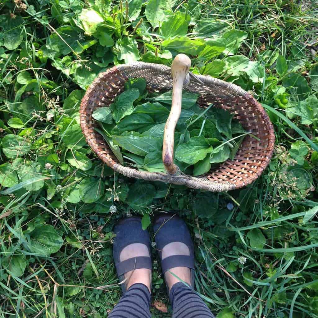 Foraging for plantain