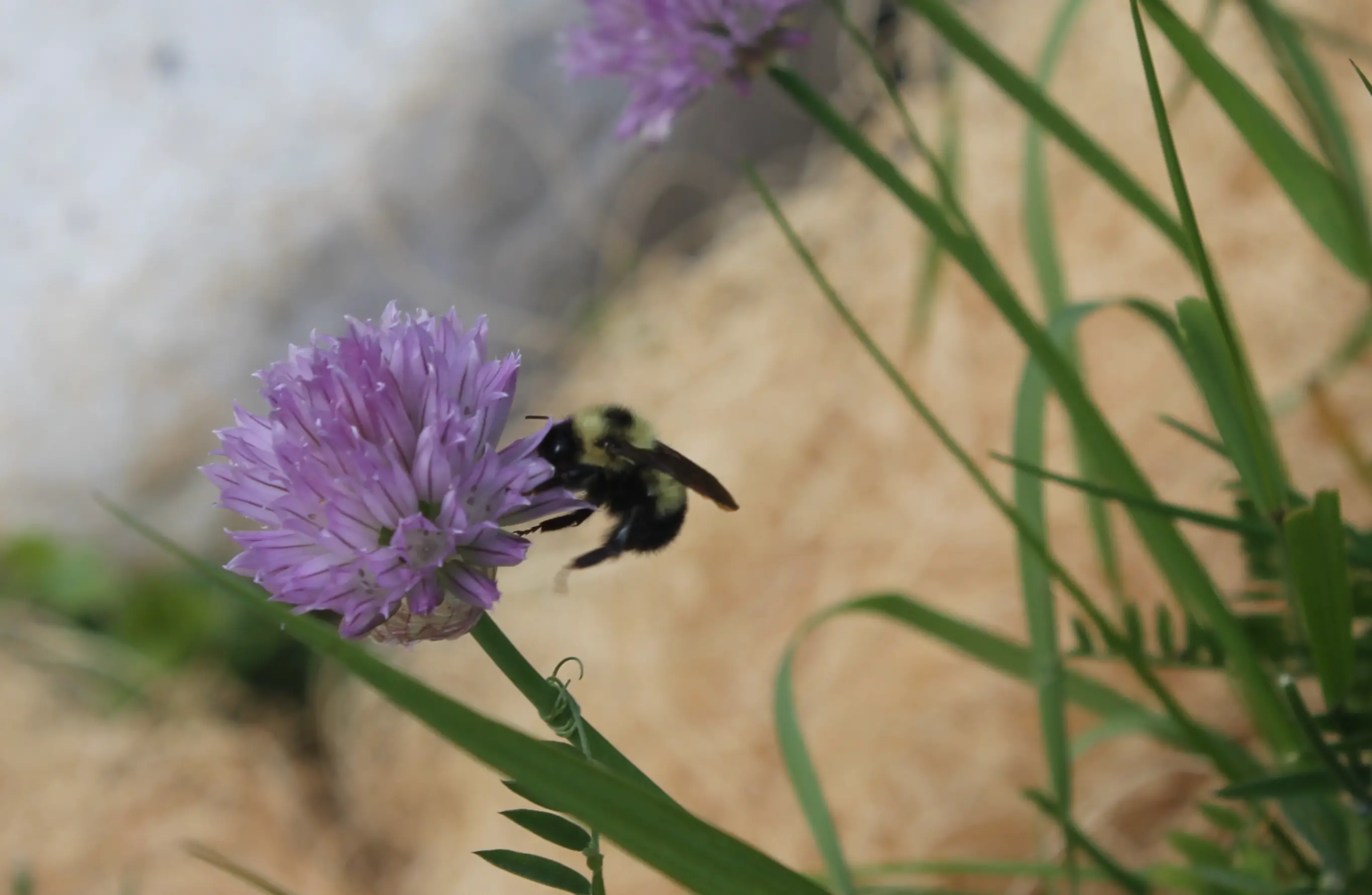 Chives and bumblebee