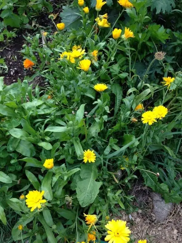 Herbs for the Medicinal Herb Garden