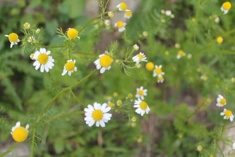 Beautiful Chamomile for medicinal tea