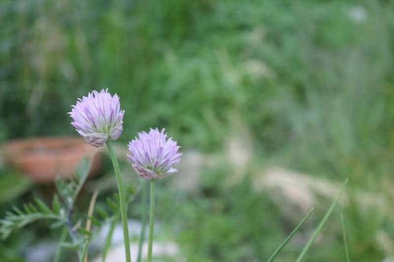 Planting a kitchen herb garden