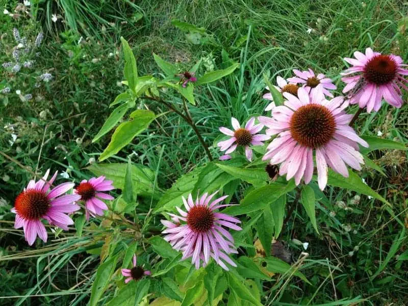 Herbs for the Medicinal Herb Garden