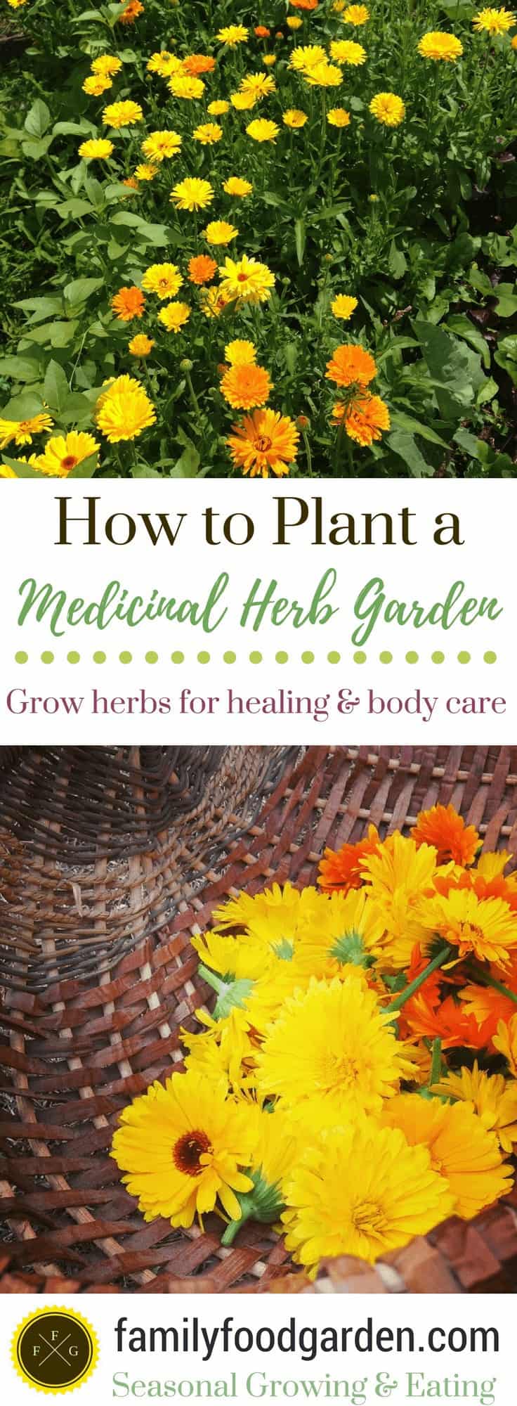 Herbs for the Medicinal Herb Garden