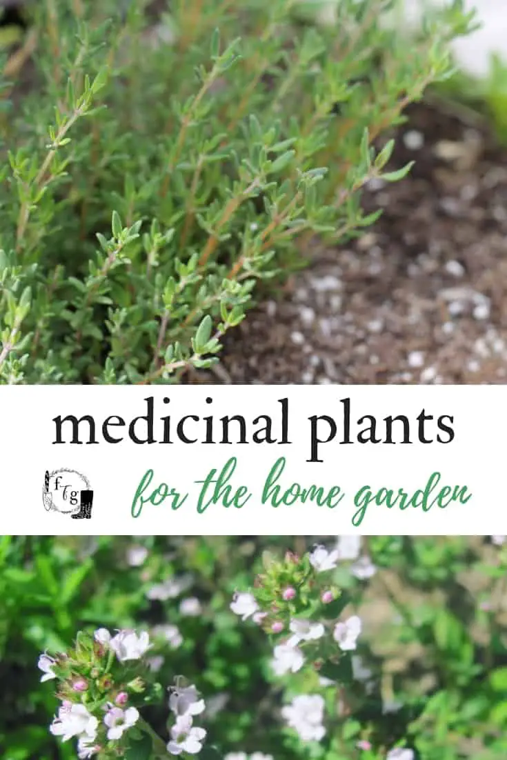 List of herbs to grow in a medicinal herb garden #herbalism #herbgardening #herbgarden #medicinalplants