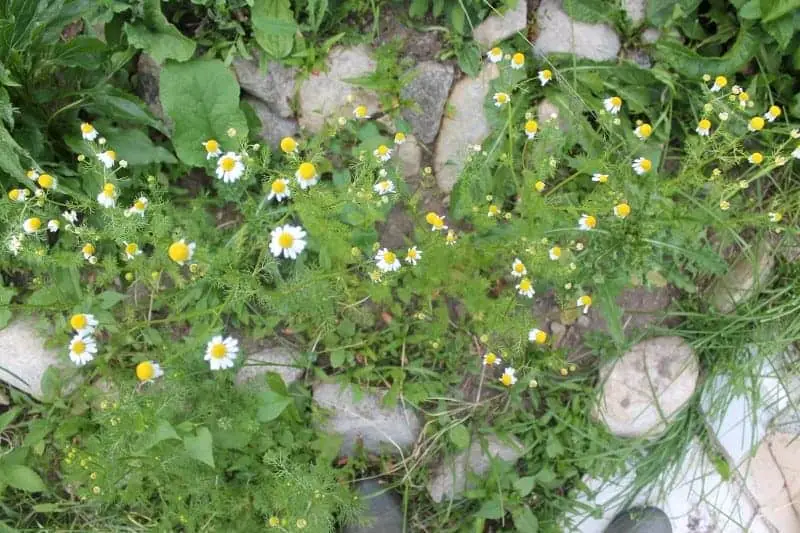 Herbs for the Medicinal Herb Garden