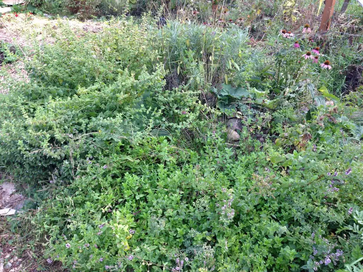 Herbs for the Medicinal Herb Spiral Garden